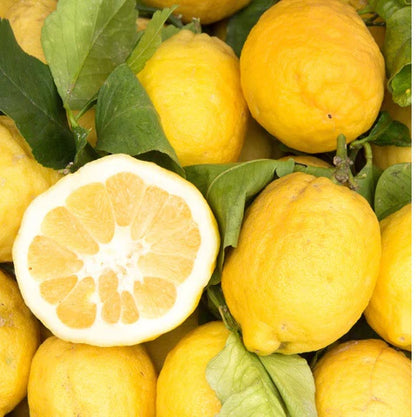 Sorrento Lemon Plant Live Nimbu Tree Kagzi Lemon Citrus Limon Fruit Plant