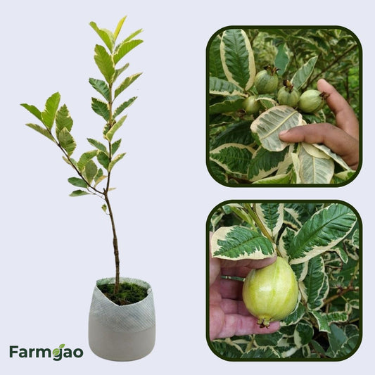 South African Pink Guava Air Layered Healthy Fruit Plant