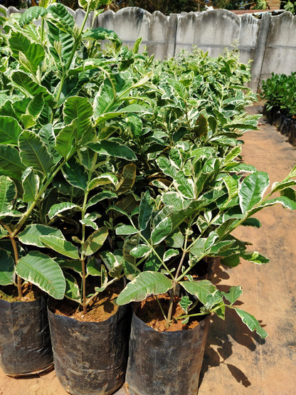 South African Pink Guava Air Layered Healthy Fruit Plant