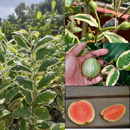 South African Pink Guava Air Layered Healthy Fruit Plant