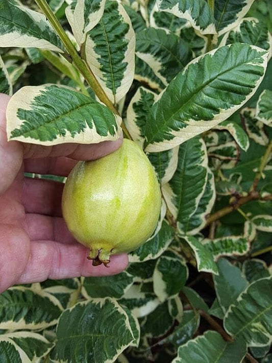 South African Pink Guava Air Layered Healthy Fruit Plant
