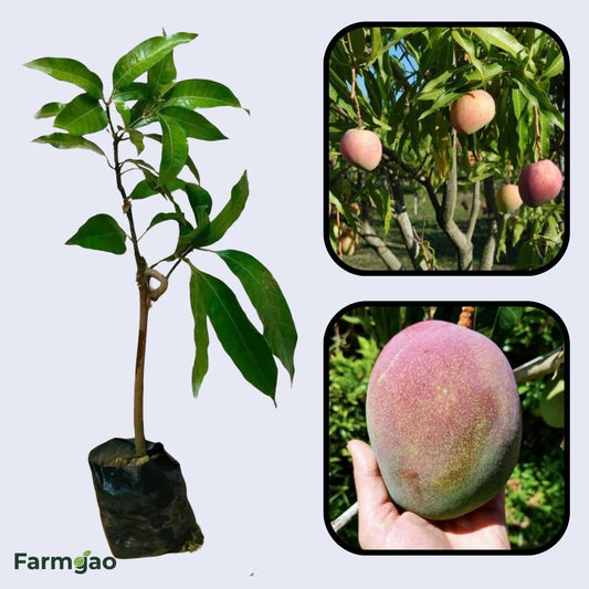 Southern Blush Mango Aam Grafted Healthy Fruit Plant