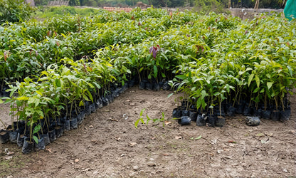 Southern Blush Mango Aam Grafted Healthy Fruit Plant
