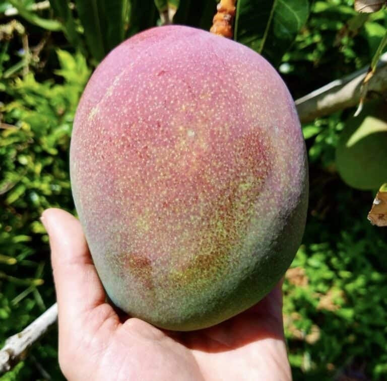 Southern Blush Mango Aam Grafted Healthy Fruit Plant