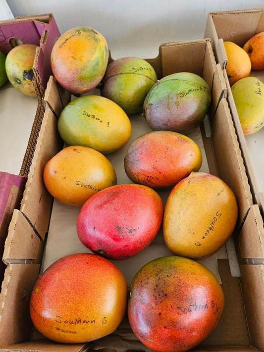 Southern Blush Mango Aam Grafted Healthy Fruit Plant