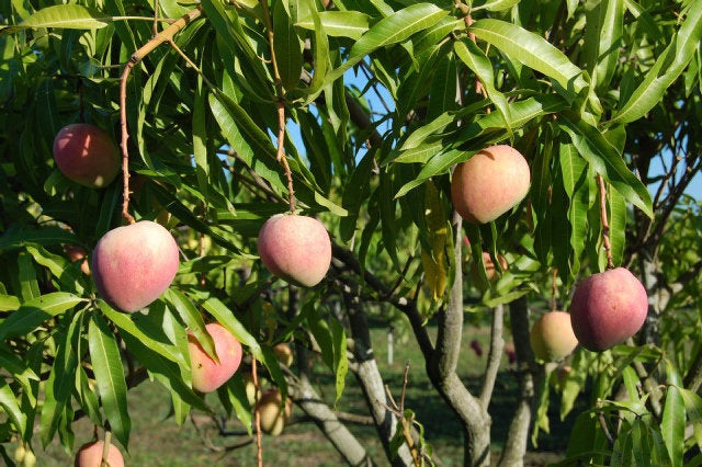 Southern Blush Mango Aam Grafted Healthy Fruit Plant
