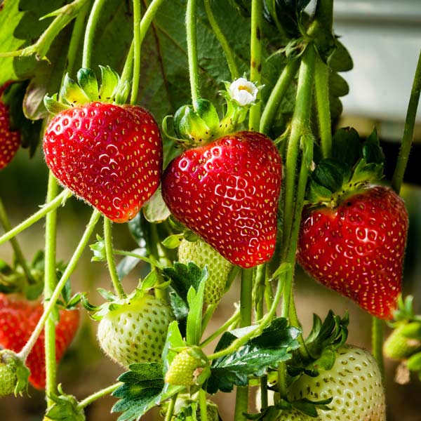 Sparkle Strawberry Healthy Sweet Home Garden Kitchen Garden Terrace Balcony Fruit Plant