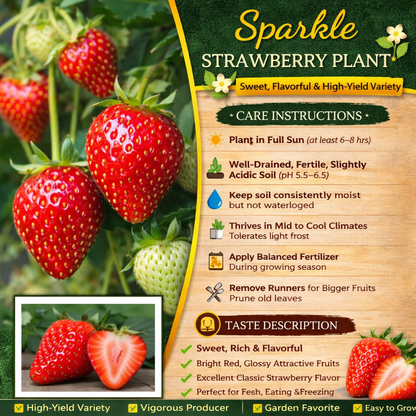 Sparkle Strawberry Healthy Sweet Home Garden Kitchen Garden Terrace Balcony Fruit Plant