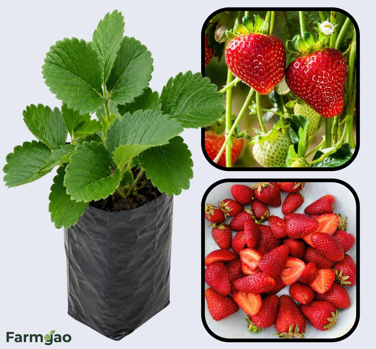 Sparkle Strawberry Healthy Sweet Home Garden Kitchen Garden Terrace Balcony Fruit Plant