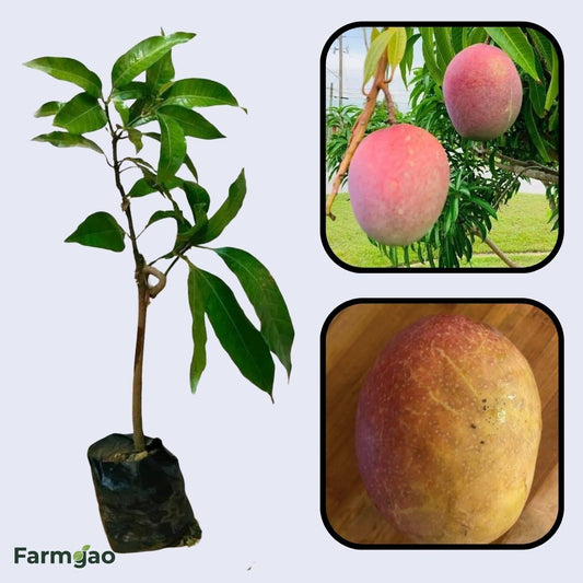 Spirit Of '76 Mango Aam Grafted Healthy Fruit Plant