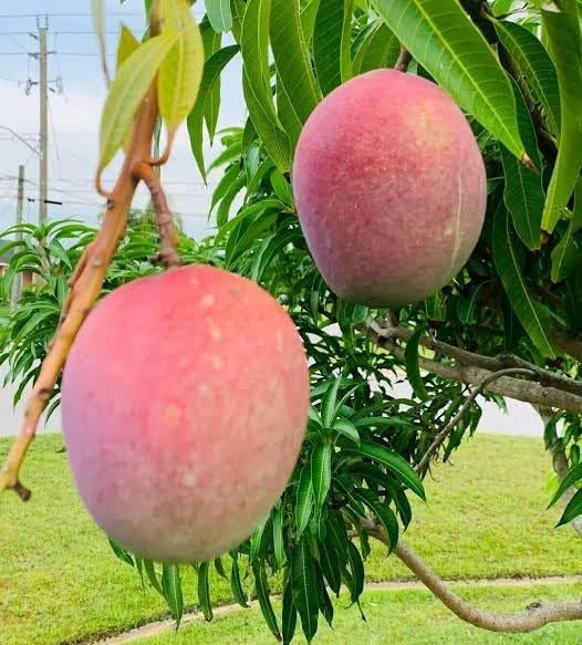 Spirit Of '76 Mango Aam Grafted Healthy Fruit Plant