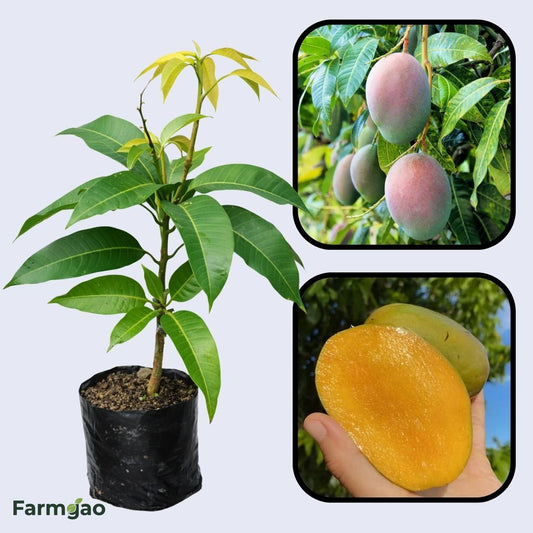 Springfels Mango Aam Grafted Healthy Fruit Plant