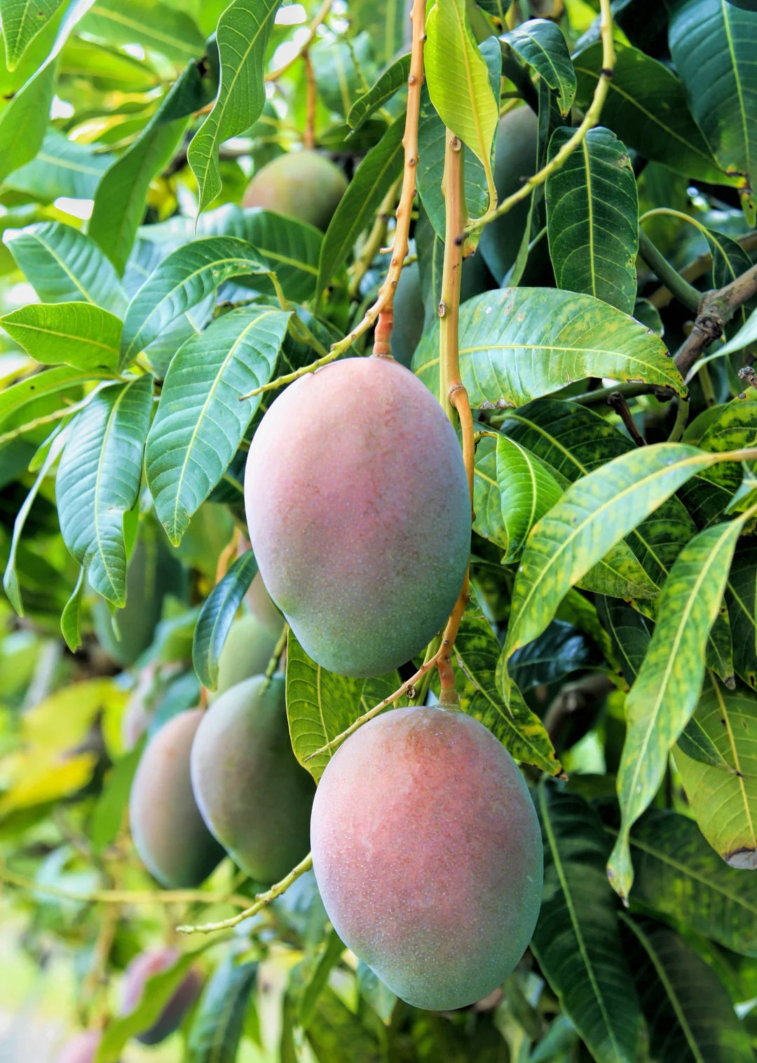 Springfels Mango Aam Grafted Healthy Fruit Plant
