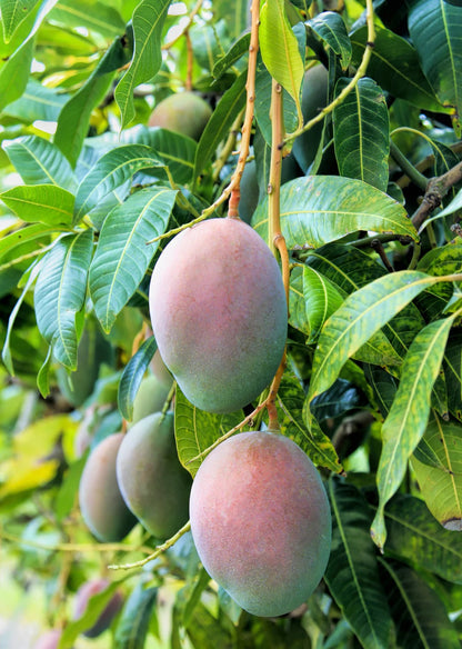 Springfels Mango Aam Grafted Healthy Fruit Plant