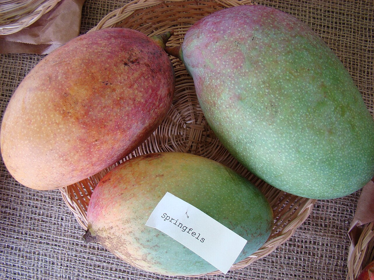 Springfels Mango Aam Grafted Healthy Fruit Plant