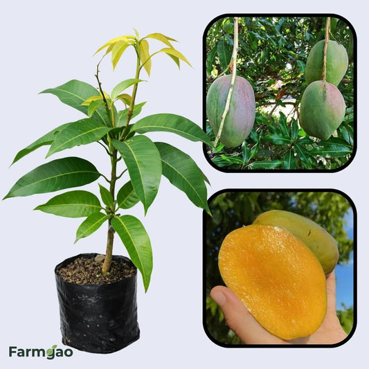 St. Julian Mango Aam Grafted Healthy Fruit Plant