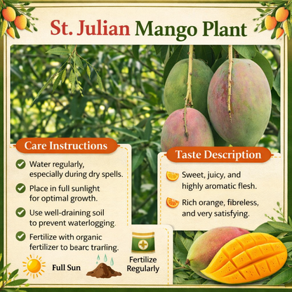 St. Julian Mango Aam Grafted Healthy Fruit Plant