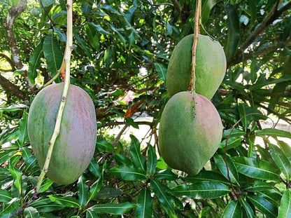 St. Julian Mango Aam Grafted Healthy Fruit Plant