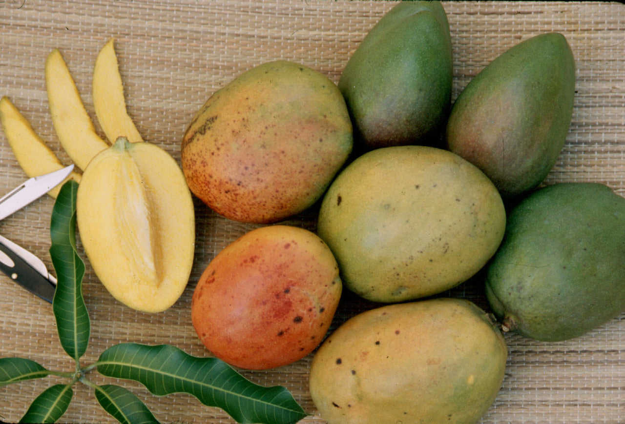 St. Julian Mango Aam Grafted Healthy Fruit Plant