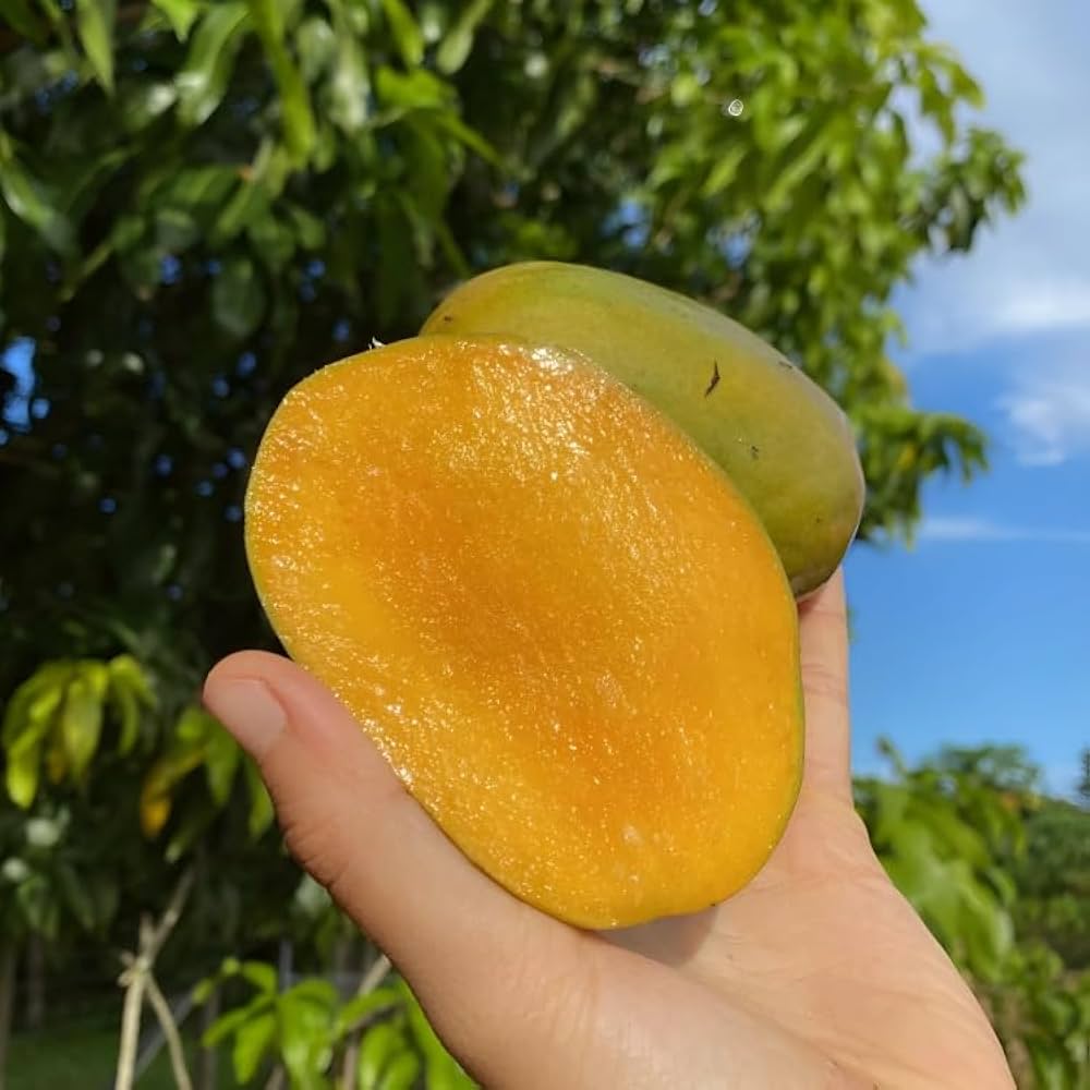St. Julian Mango Aam Grafted Healthy Fruit Plant