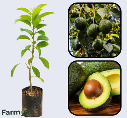 Stewart Avocado Grafted Healthy Fruit Plant