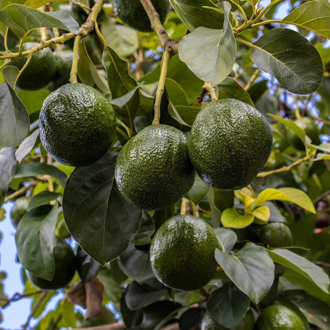 Stewart Avocado Grafted Healthy Fruit Plant