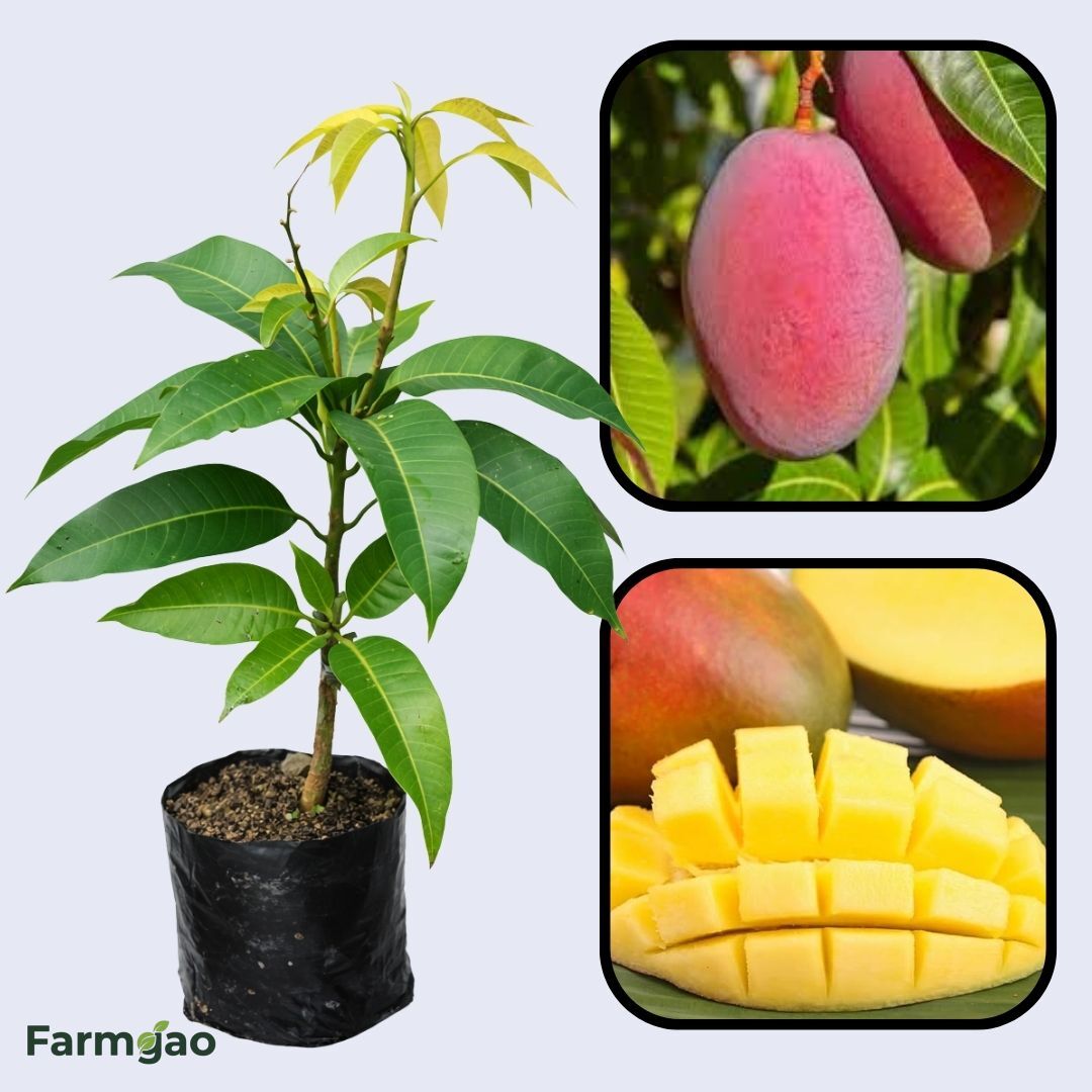 Strawberry Mango Aam Grafted Healthy Fruit Plant
