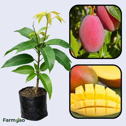 Strawberry Mango Aam Grafted Healthy Fruit Plant