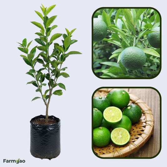 Sudachi Lemon Plant Live Nimbu Tree Kagzi Lemon Citrus Limon Fruit Plant