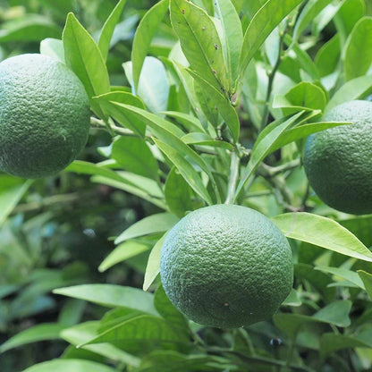 Sudachi Lemon Plant Live Nimbu Tree Kagzi Lemon Citrus Limon Fruit Plant