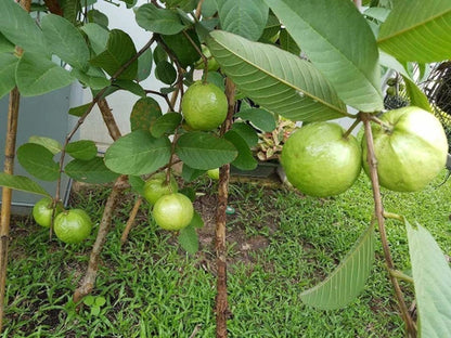 Sudan White Guava Air Layered Healthy Fruit Plant