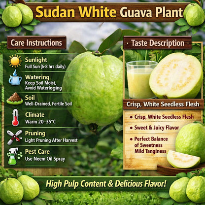Sudan White Guava Air Layered Healthy Fruit Plant