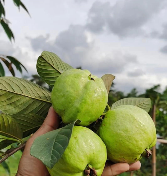 Sudan White Guava Air Layered Healthy Fruit Plant