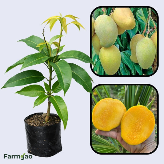Sukul Mango Aam Grafted Healthy Fruit Plant