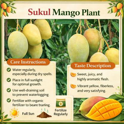 Sukul Mango Aam Grafted Healthy Fruit Plant