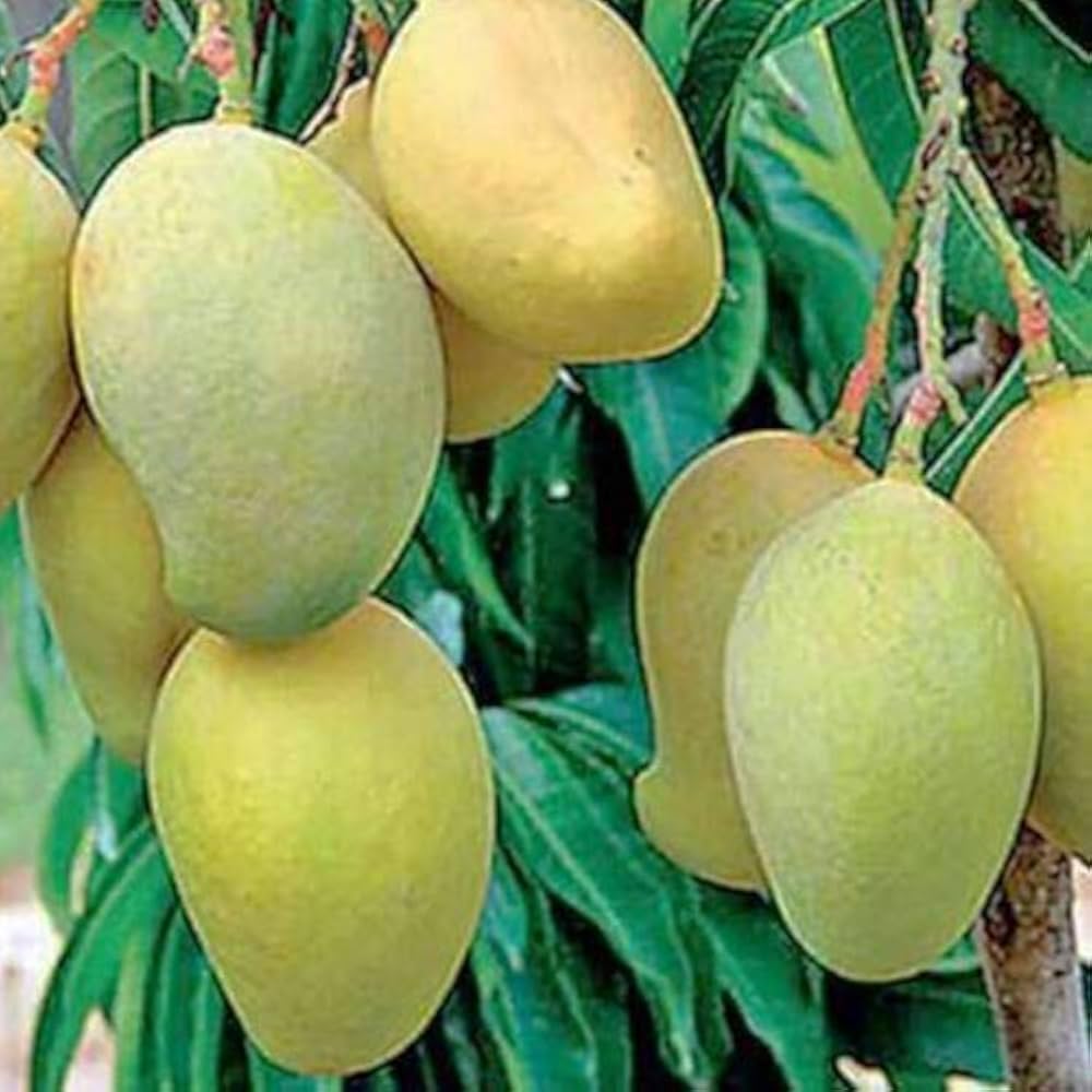 Sukul Mango Aam Grafted Healthy Fruit Plant