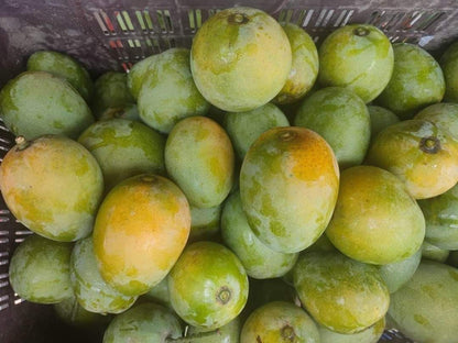Sukul Mango Aam Grafted Healthy Fruit Plant