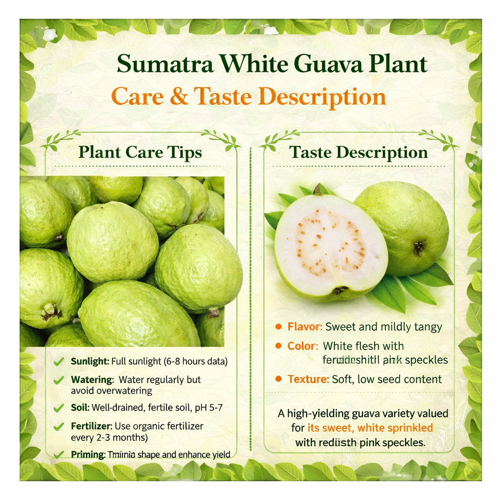 Sumatra White Guava Air Layered Healthy Fruit Plant