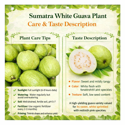 Sumatra White Guava Air Layered Healthy Fruit Plant
