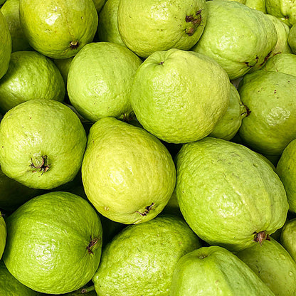 Sumatra White Guava Air Layered Healthy Fruit Plant
