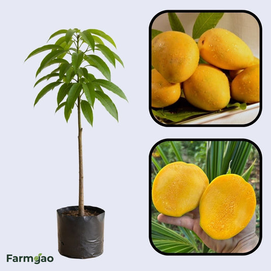 Sundrop Mango Aam Grafted Healthy Fruit Plant