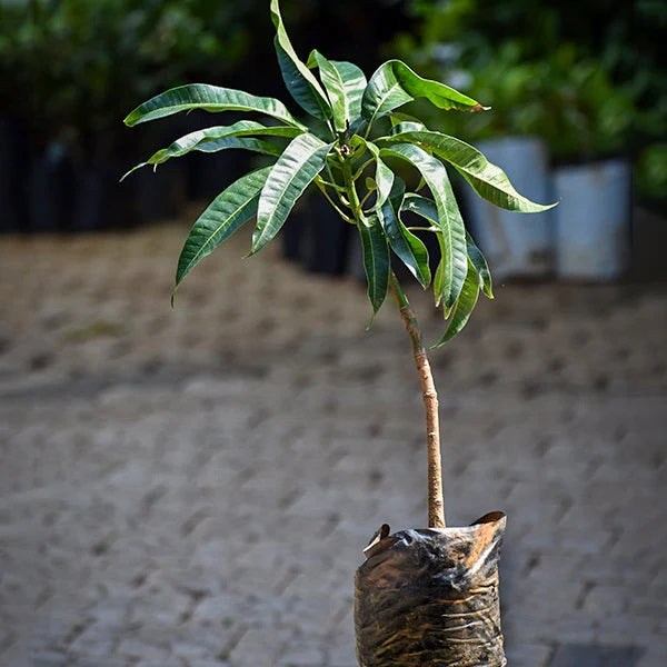 Sundrop Mango Aam Grafted Healthy Fruit Plant