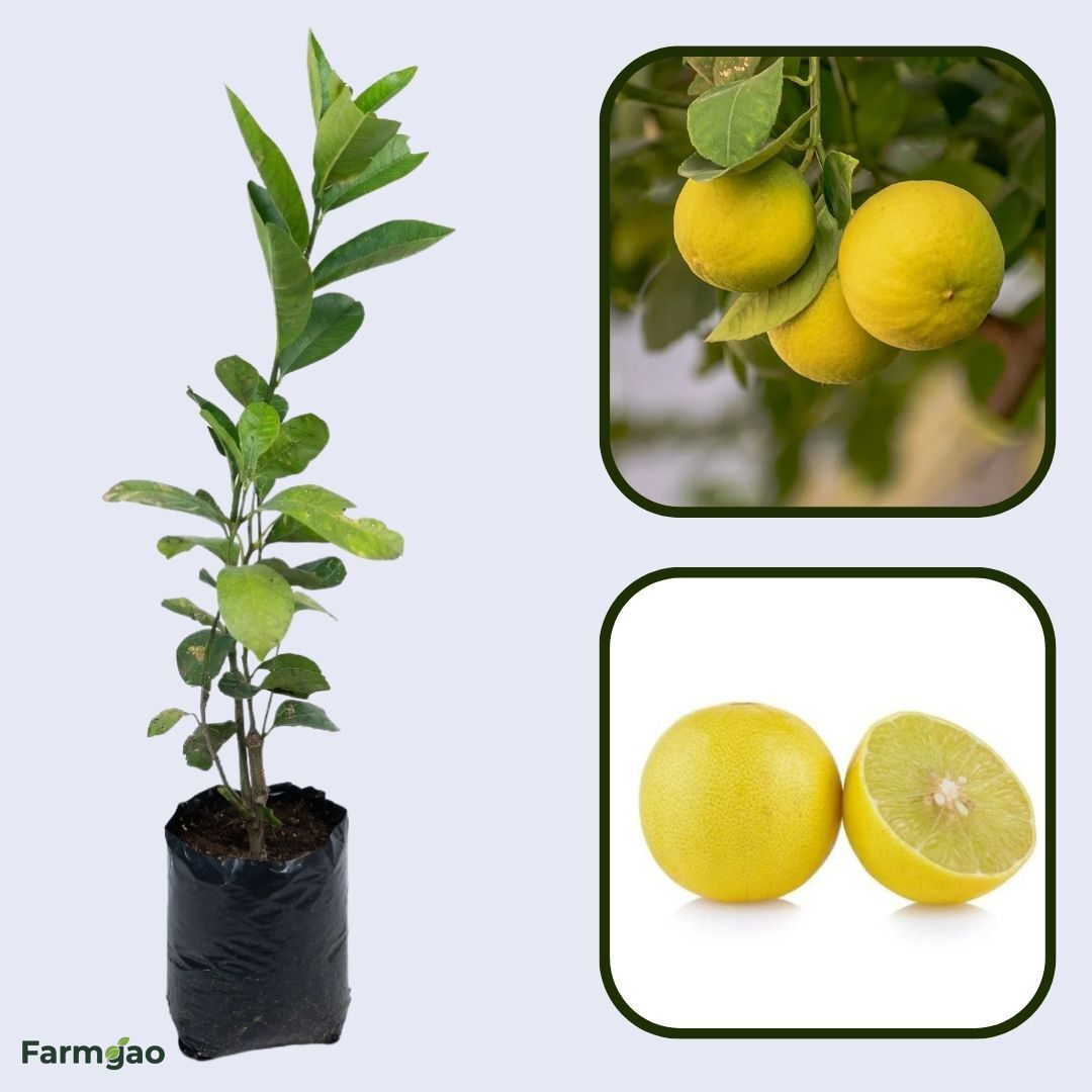 Sunrise Lemon Plant Live Nimbu Tree Kagzi Lemon Citrus Limon Fruit Plant