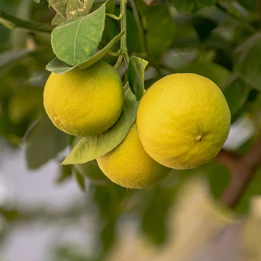Sunrise Lemon Plant Live Nimbu Tree Kagzi Lemon Citrus Limon Fruit Plant