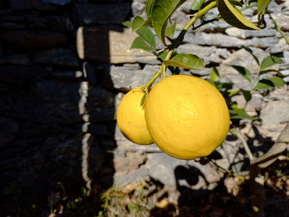 Sunrise Lemon Plant Live Nimbu Tree Kagzi Lemon Citrus Limon Fruit Plant