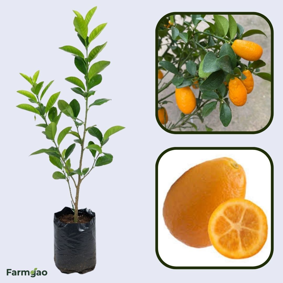 Sunrise Lime Plant Live Nimbu Tree Kagzi Lemon Citrus Limon Fruit Plant