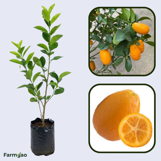 Sunrise Lime Plant Live Nimbu Tree Kagzi Lemon Citrus Limon Fruit Plant