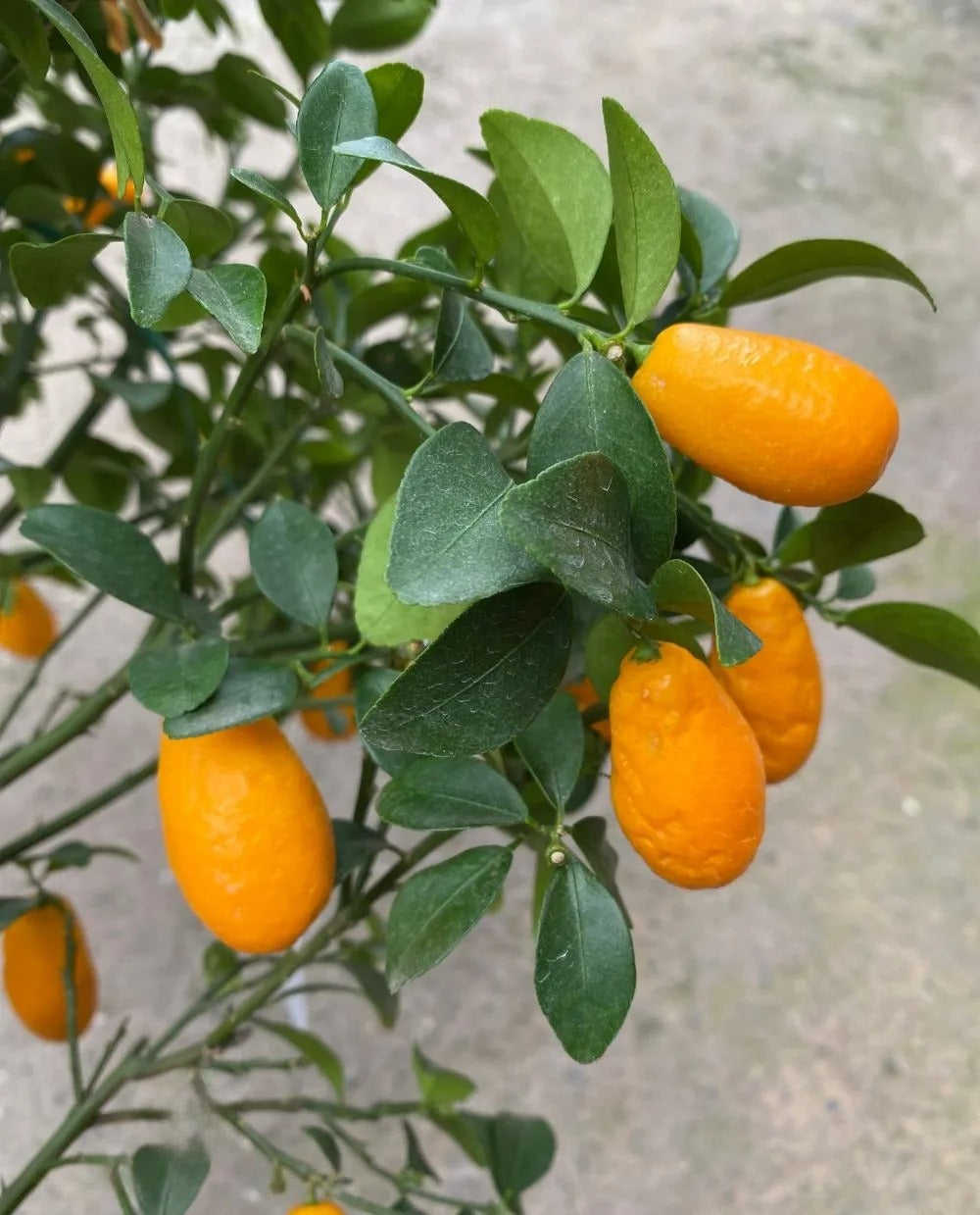 Sunrise Lime Plant Live Nimbu Tree Kagzi Lemon Citrus Limon Fruit Plant