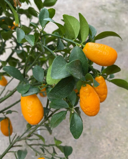 Sunrise Lime Plant Live Nimbu Tree Kagzi Lemon Citrus Limon Fruit Plant