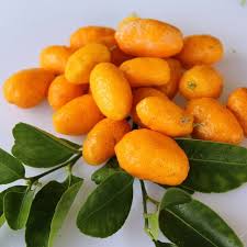 Sunrise Lime Plant Live Nimbu Tree Kagzi Lemon Citrus Limon Fruit Plant